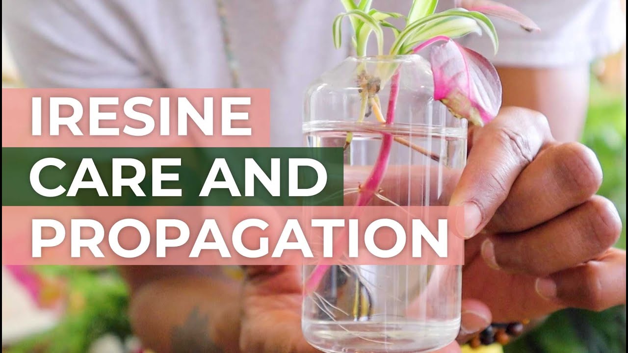Iresine Herbstii Plant Care and Propagation: Tips for Vibrant Foliage and Successful Propagation