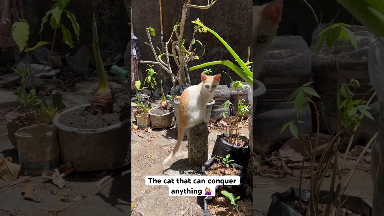 My cat loves to climb on everything 🧗&zwj;♂️ #cat #catskampung #catbehavior #catclips