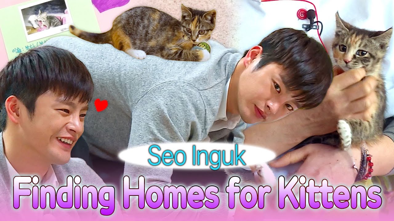 How Seo Inguk ソイングク Finds Homes for Kittens 😻