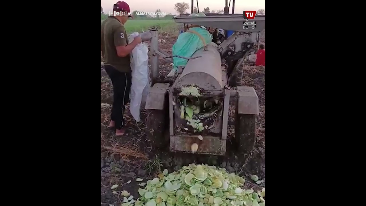 شاهد.. لحظة تكسير محصول اللب السوبر فى كفر الشيخ