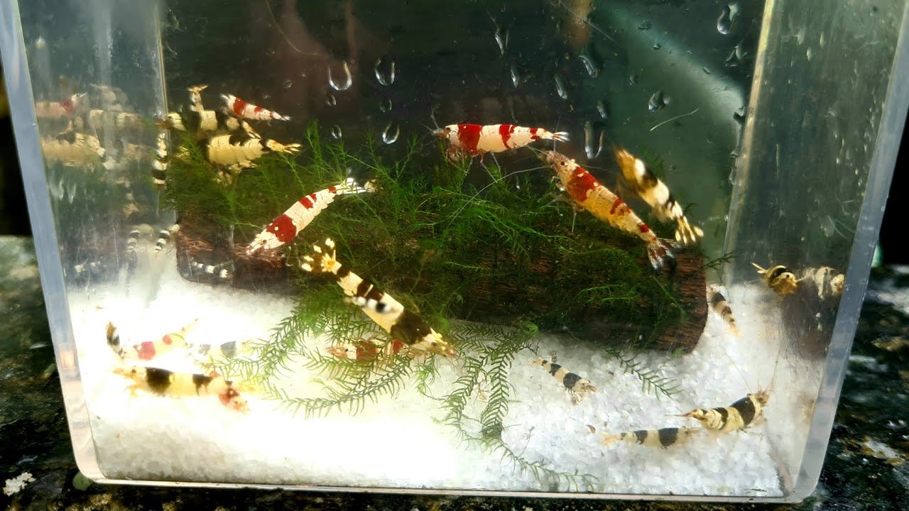 Como criar camarões caridina de modo fácil