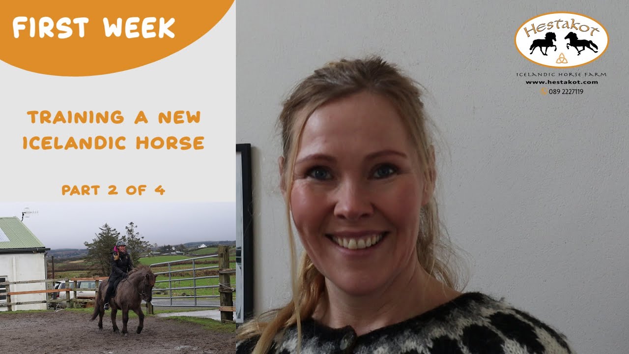 First Week of Training A New Icelandic Horse - Part 2