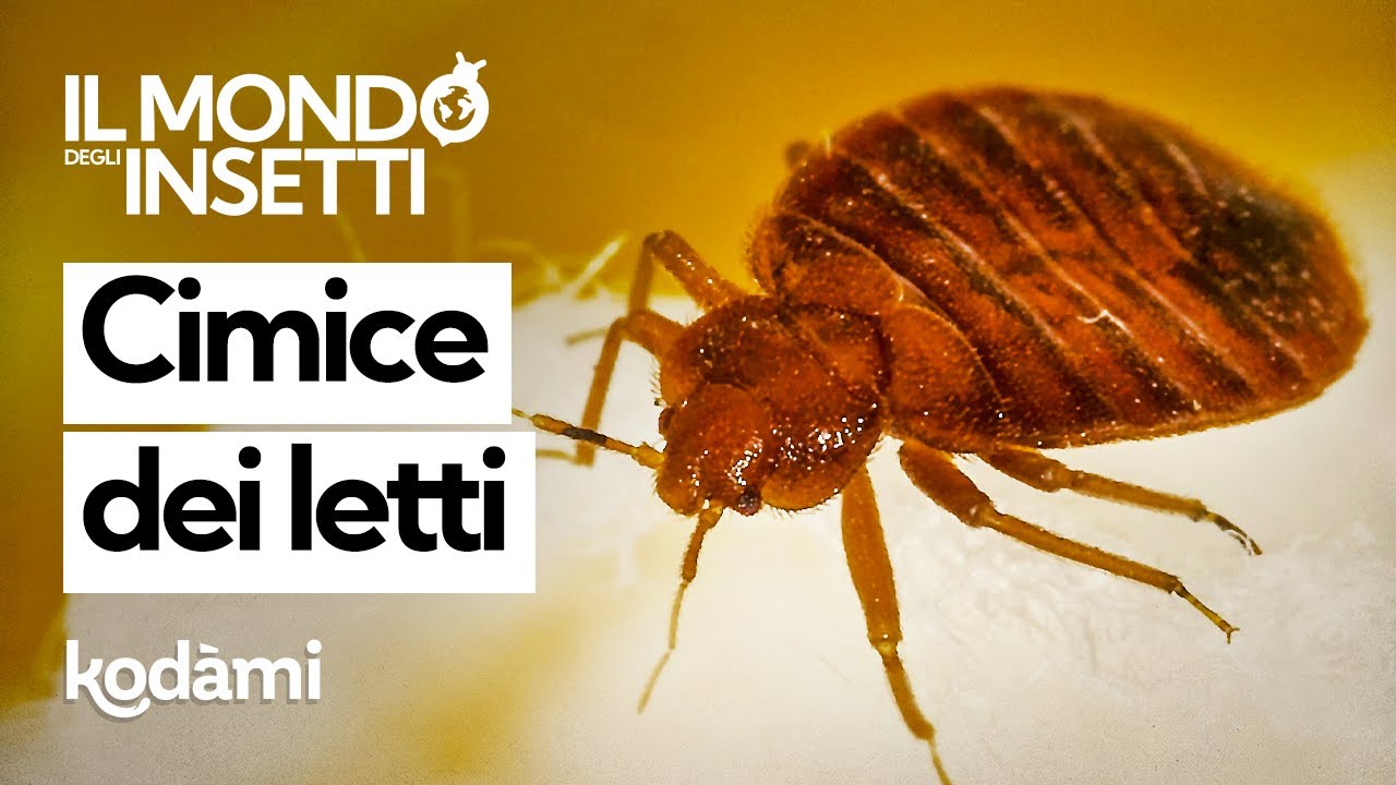 Le cimici dei letti sono davvero pericolose? Come sono arrivate a casa nostra (e altre curiosità)