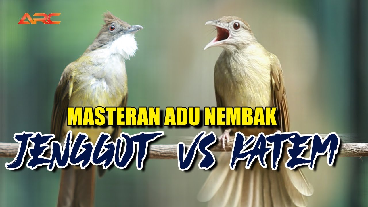 MASTERAN ADU TEMBAKAN CUCAK JENGGOT VS KAPAS TEMBAK