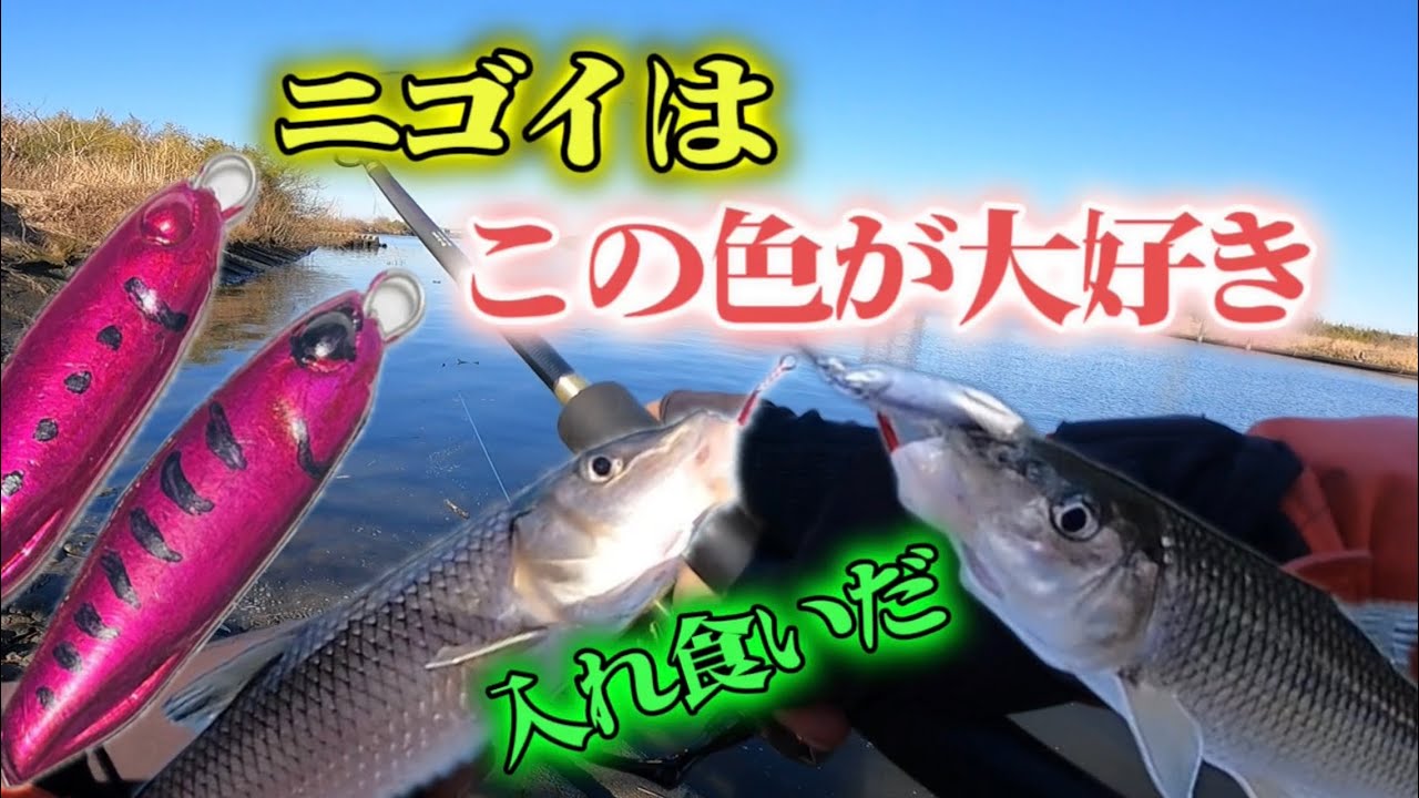 ［埼玉県荒川温排水釣り］まさかニゴイがこの色が大好きなんてヤバイ入れ食い