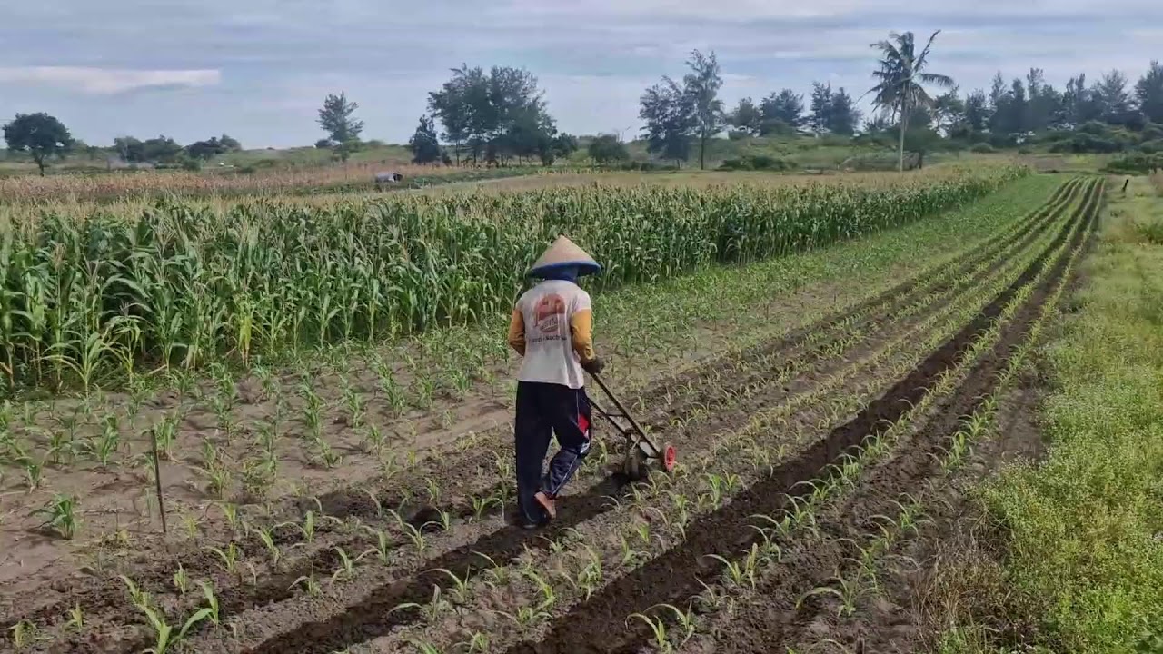 BRILLIANT IDEA! SMART FARMER WEEDS CORN FIELD FAST USING CREATIVE PUSH TOOL - Agriculture Gardening