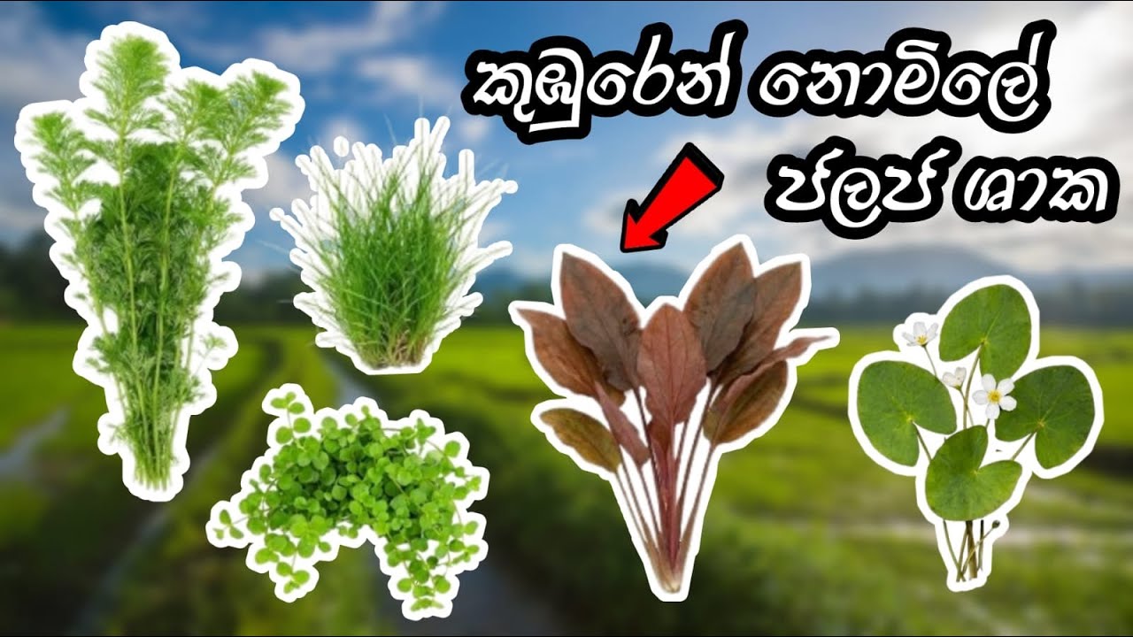 Unlimited Aquatic Plants from the Paddy Field