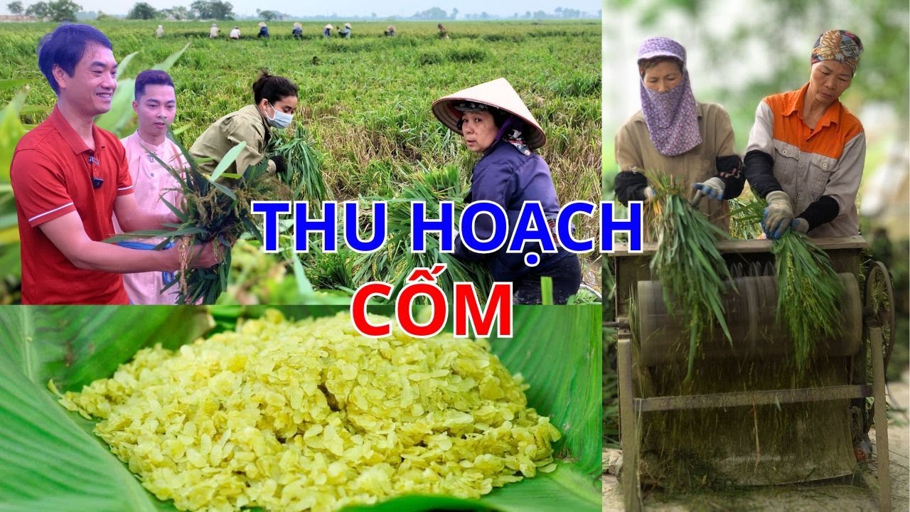 Bật Mí Cách Làm Nên Hương Vị Đặc Trưng Của Cốm Mễ Trì Hà Nội Từ Đồng Ruộng Tới Lò Cốm #hnp