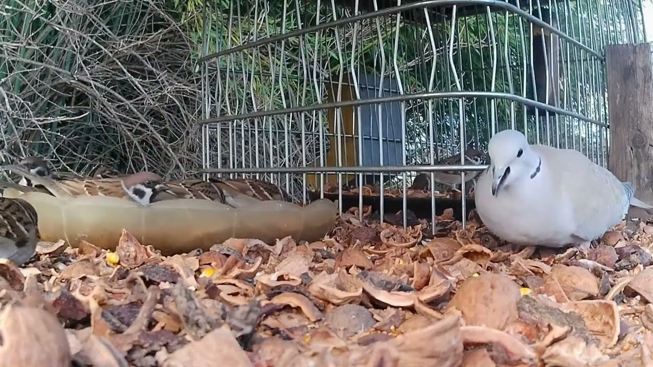 Sparrows with collared dove in the end