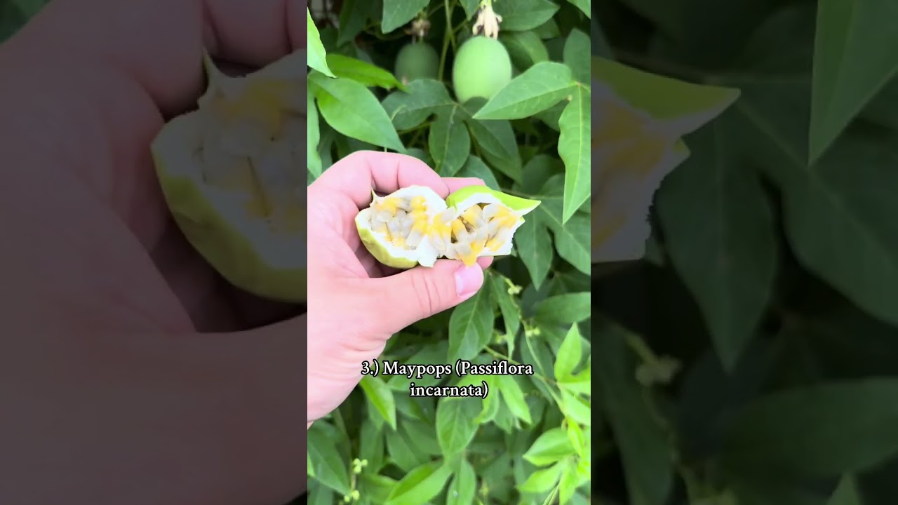 Top 5 Fruit Trees To Grow In Zones 5,6,7, and 8!