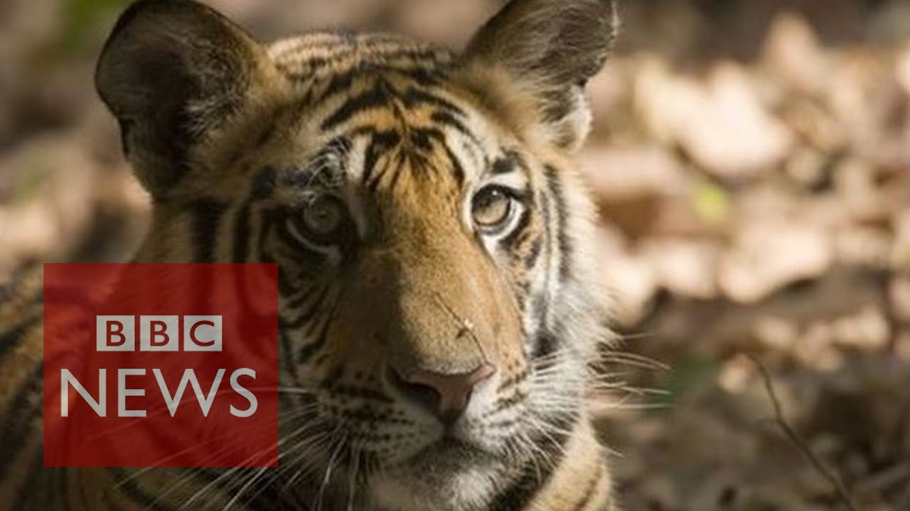 Earth loses 50% of wildlife in 40 years - BBC News