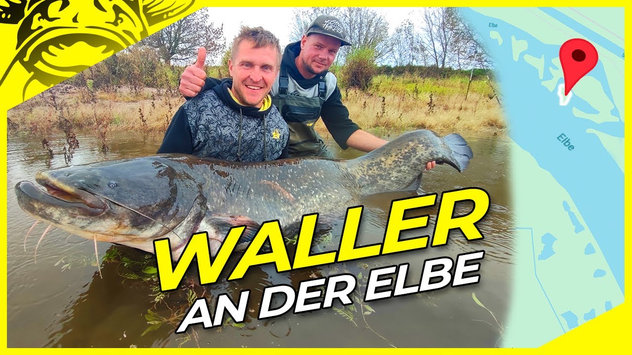 WELSANGELN an der ELBE mit Stinkköder !? | Techniken & Montagen | Welsangeln in Deutschland.