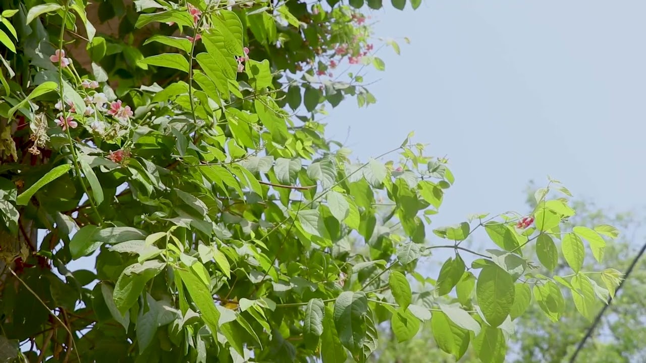 Combretum indicum and indian madhu malti plant .