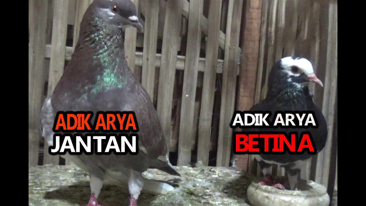 INBREDING ADIK ARYA VS ADIK ARYA UNTUK MENCETAK INDUKAN MERPATI SUPER BREED