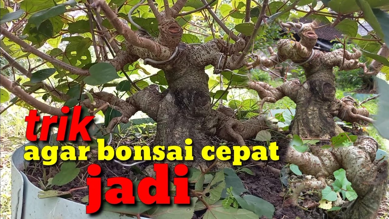 trik memotong cabang pada bonsai waru agar bonsai waru cepet jadi