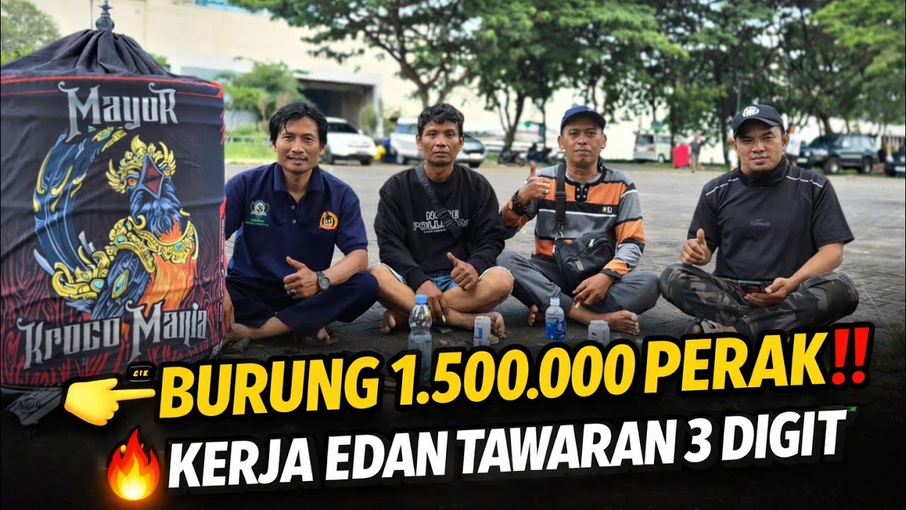 MURAI MAYOR ‼️ BURUNG MEWAH KERJA EDAN CUMA 2 AJUAN JURI KOPDAR KMM KROCO MANIA TEAM