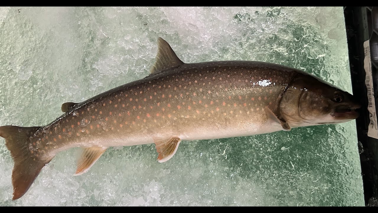 Raging Bull Trout against the Ice Fishing in Lower Kananaskis Lake Alberta Canada January 8 2025