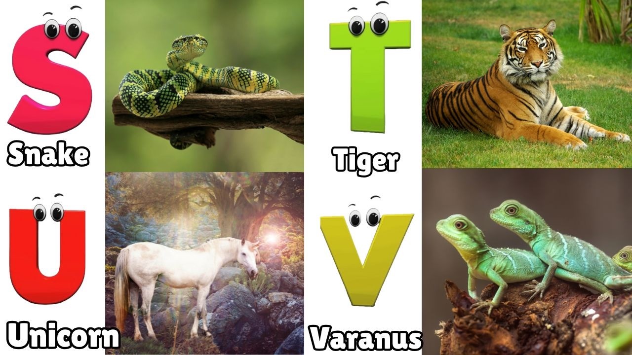 Alphabet Animals Song | Learn the ABC Alphabet Animals Song for Kids | ABC Alphabet Phonics Song