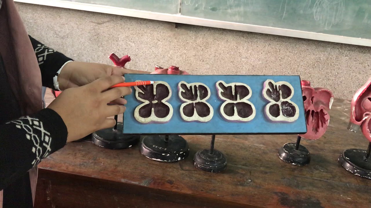 Development of heart explained through models