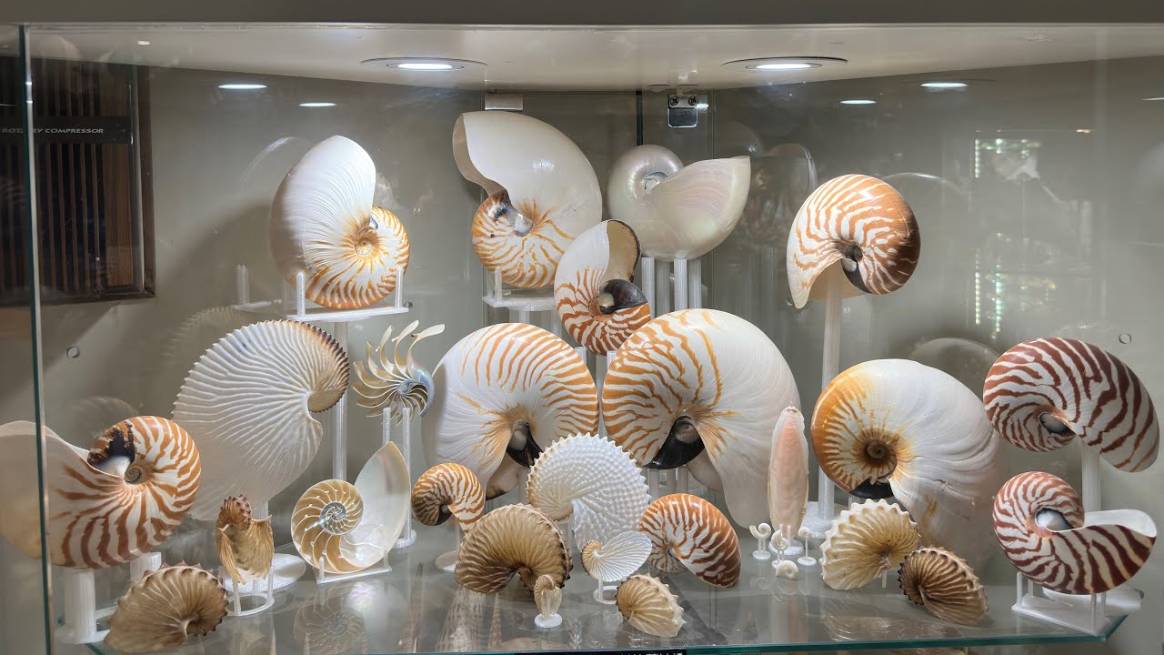 Seashell and fossil collection August 2024