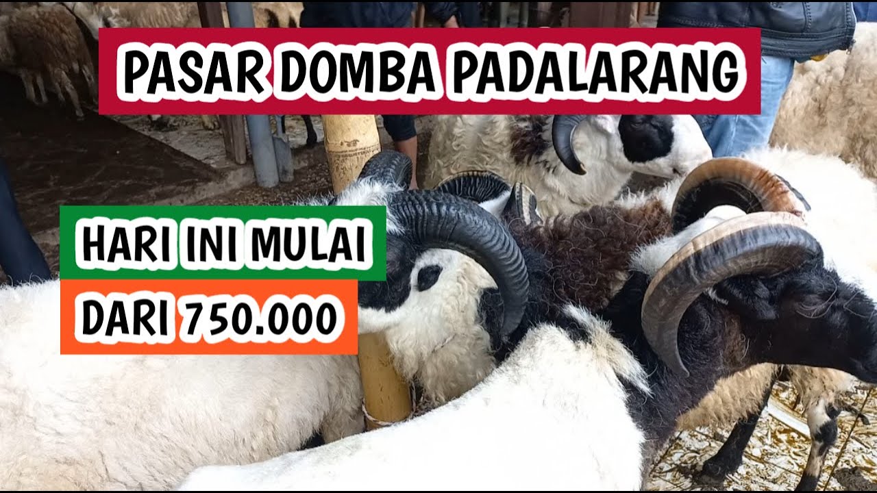Mulai dari harga 750.000, harga domba garut dan domba priangan (270126)