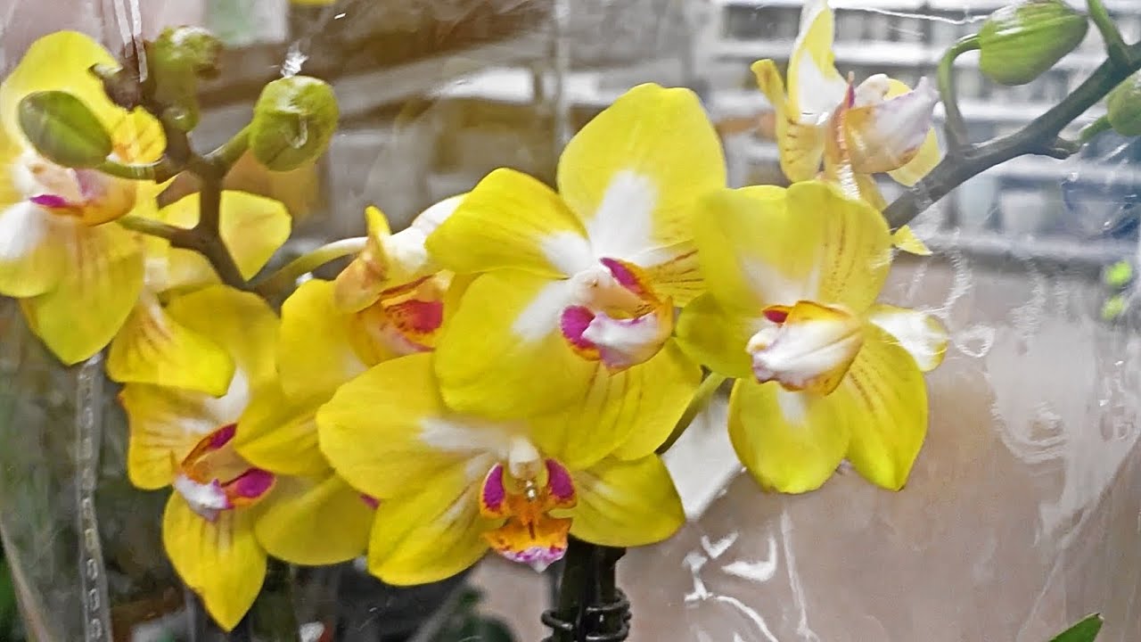 Ночной обзор🌚 Дополнительная поставка ОРХИДЕЙ от китайского бридера в Садовый ОБИ. Петербург.
