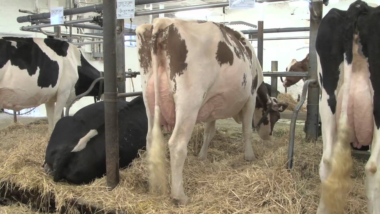 Fradon Holsteins