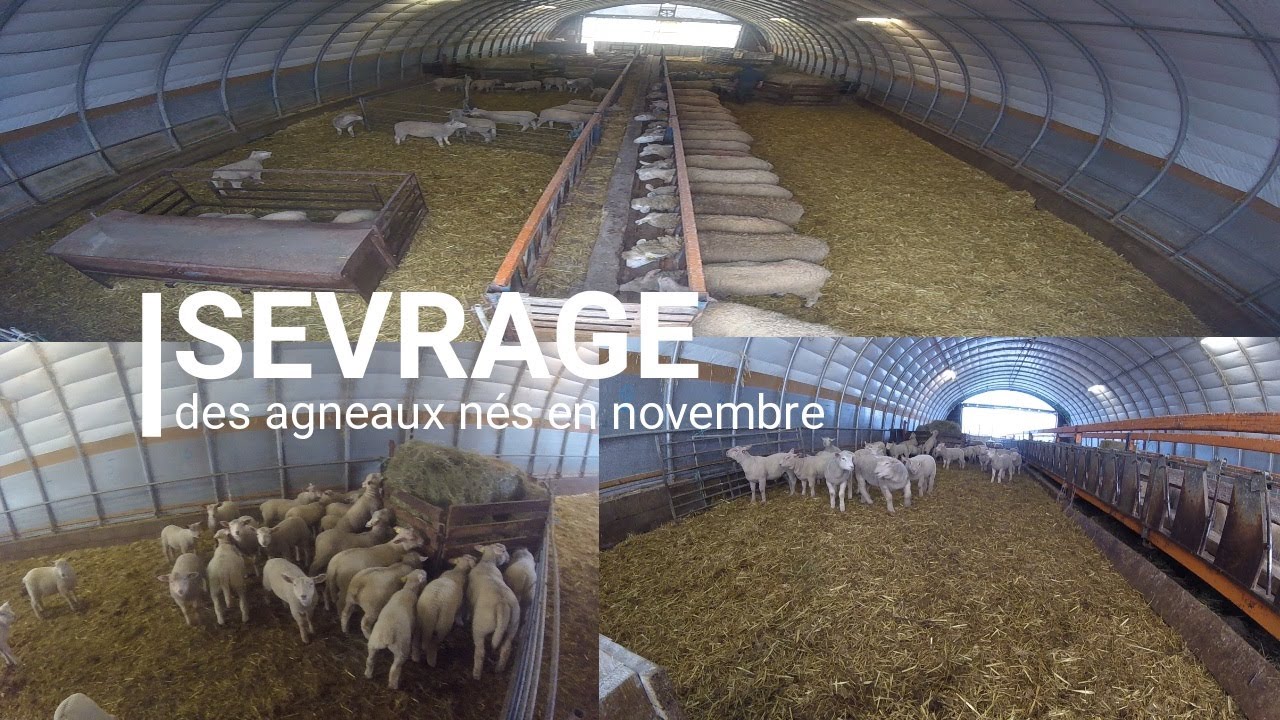 SEVRAGE, des agneaux n&eacute;s en novembre