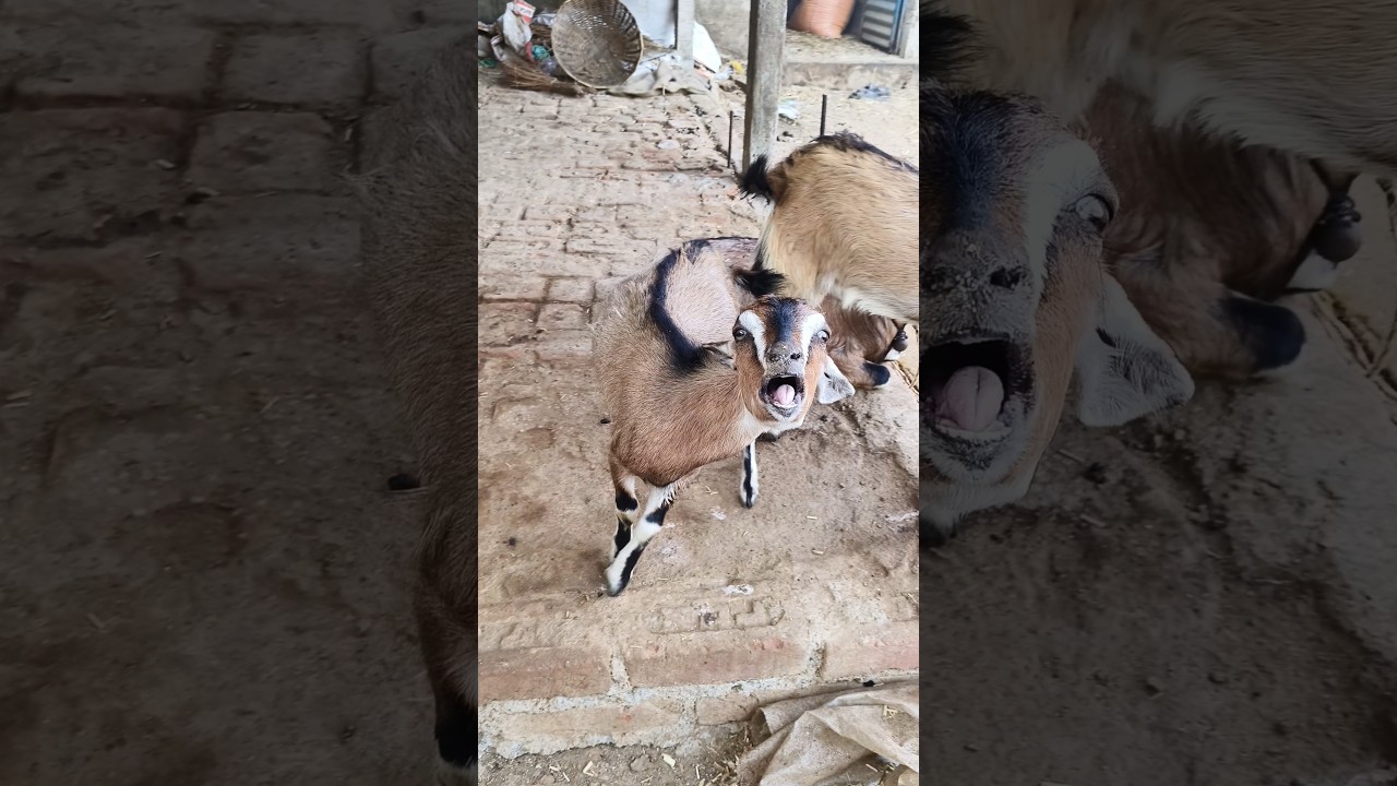 GID symptoms in a goat#meningitis disease in a black bengal goat#circling disease
