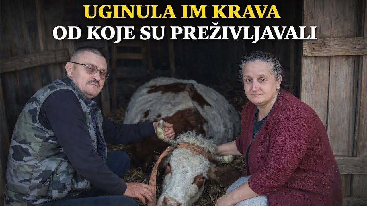 Porodicu AVDIĆ zadesila nesreća, uginula im krava, ujutro došli da je pomuzu i zatekli tužan prizor😥