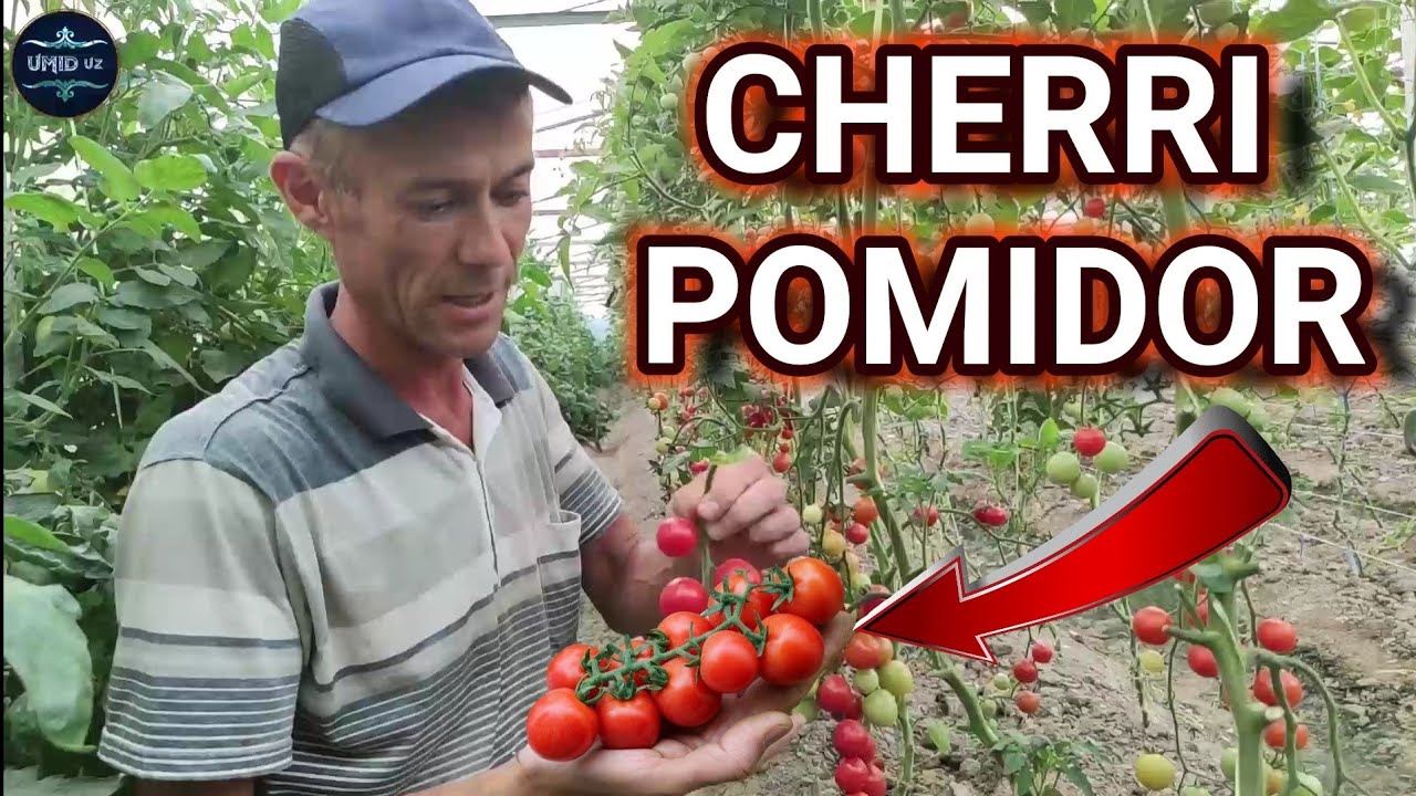 KARONA navli Bodring. va CHERRI Pomidorlar yetishtirish, Mutahasis Bahtiyor aka 27,06, 2021