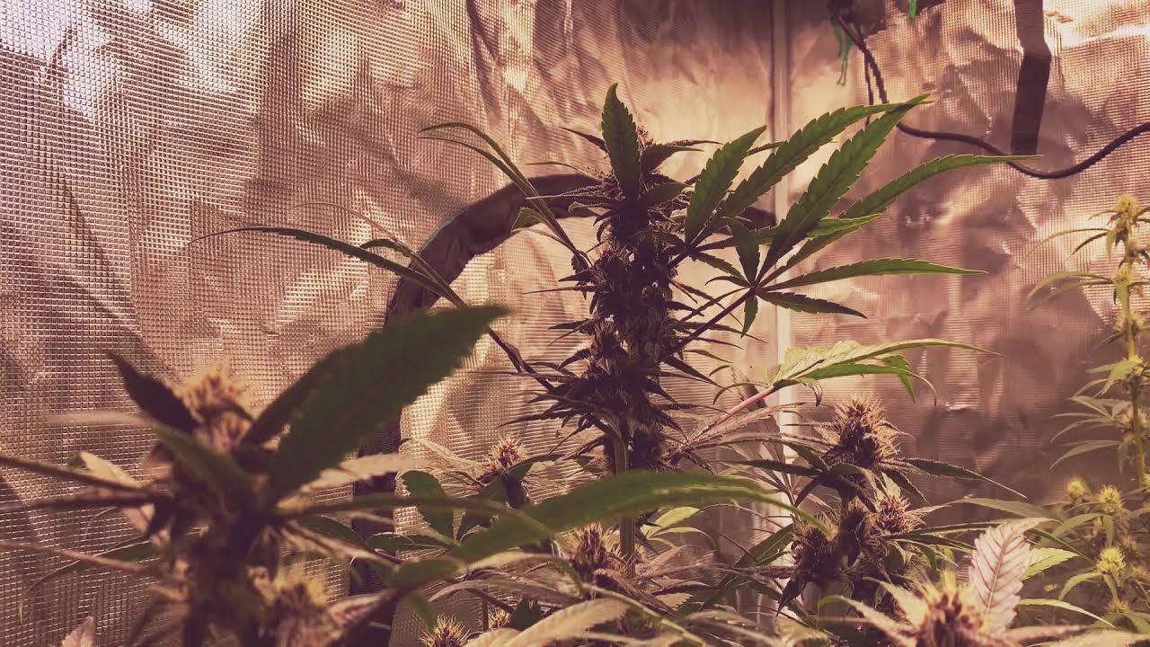 207 Genetics: BlackBerry Kush Auto