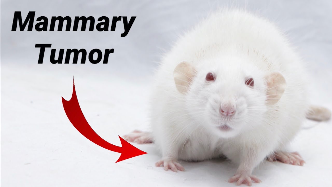 Sugar has a Benign Mammary Tumor