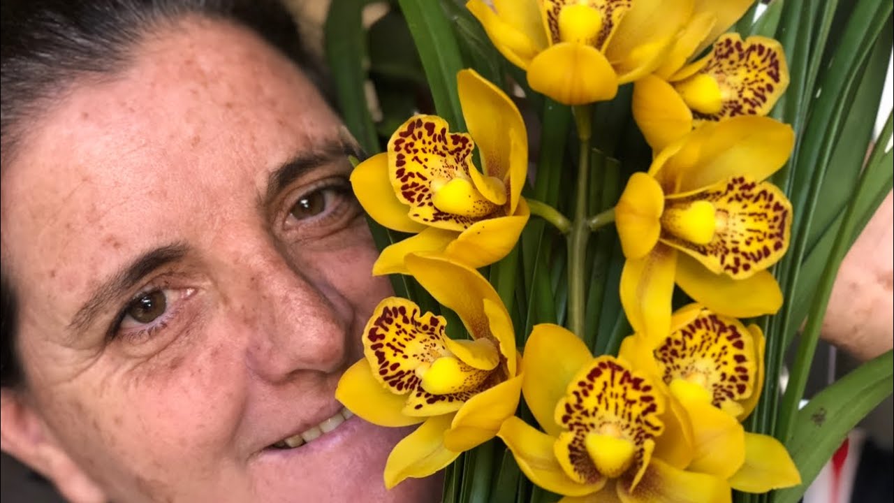 Cymbidium como fazer florir e plantar com a noca