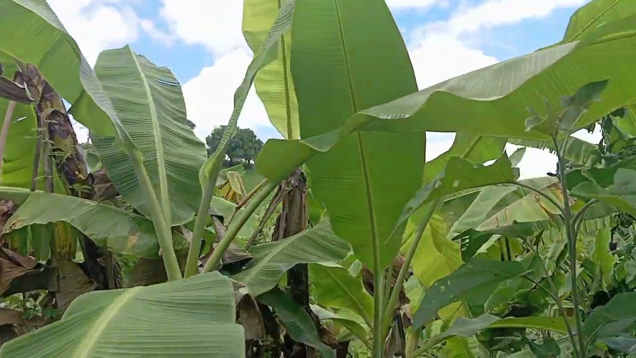 Um terreno com quatro tarefas de terra fica entre caldeirão do Guedes e rainha Isabel.