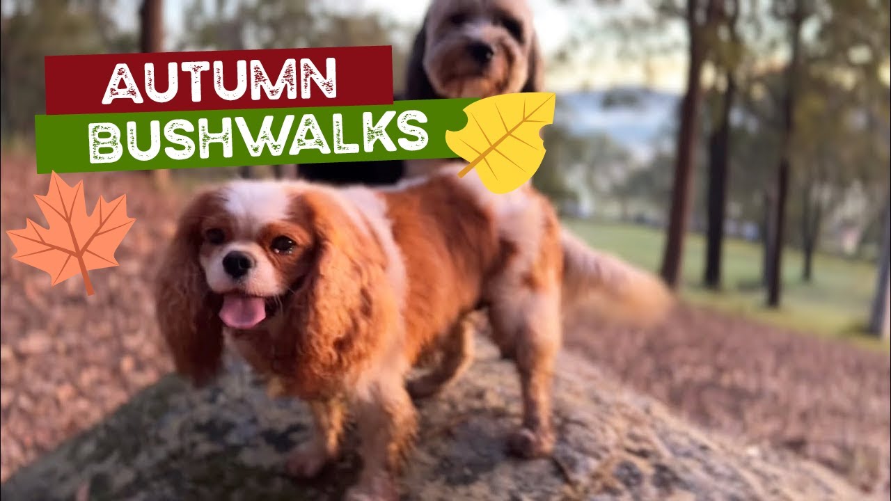 Beautiful Autumn Morning Bush Walk with Dogs and Children
