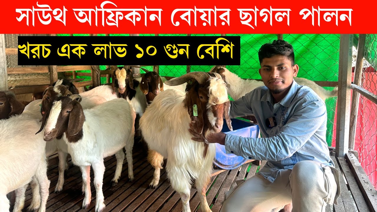 আফ্রিকান বোয়ার ছাগল পালনে খরচ একই লাভ অন্য ছাগল থেকে ১০ গুন বেশি