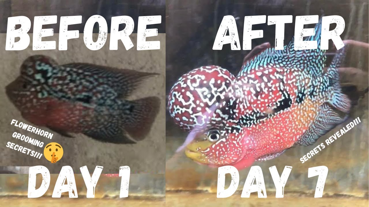Proper Guide In Grooming Flowerhorn 2024!!! | Secret Reveal! | Do's And Don’ts In Grooming!!!