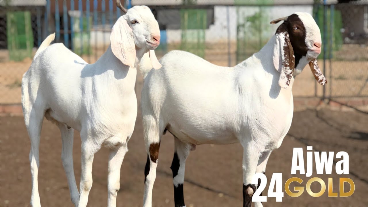 SOJAT ( ABLAK ) CHEENA AT AJWA GOAT FARM | PART 2