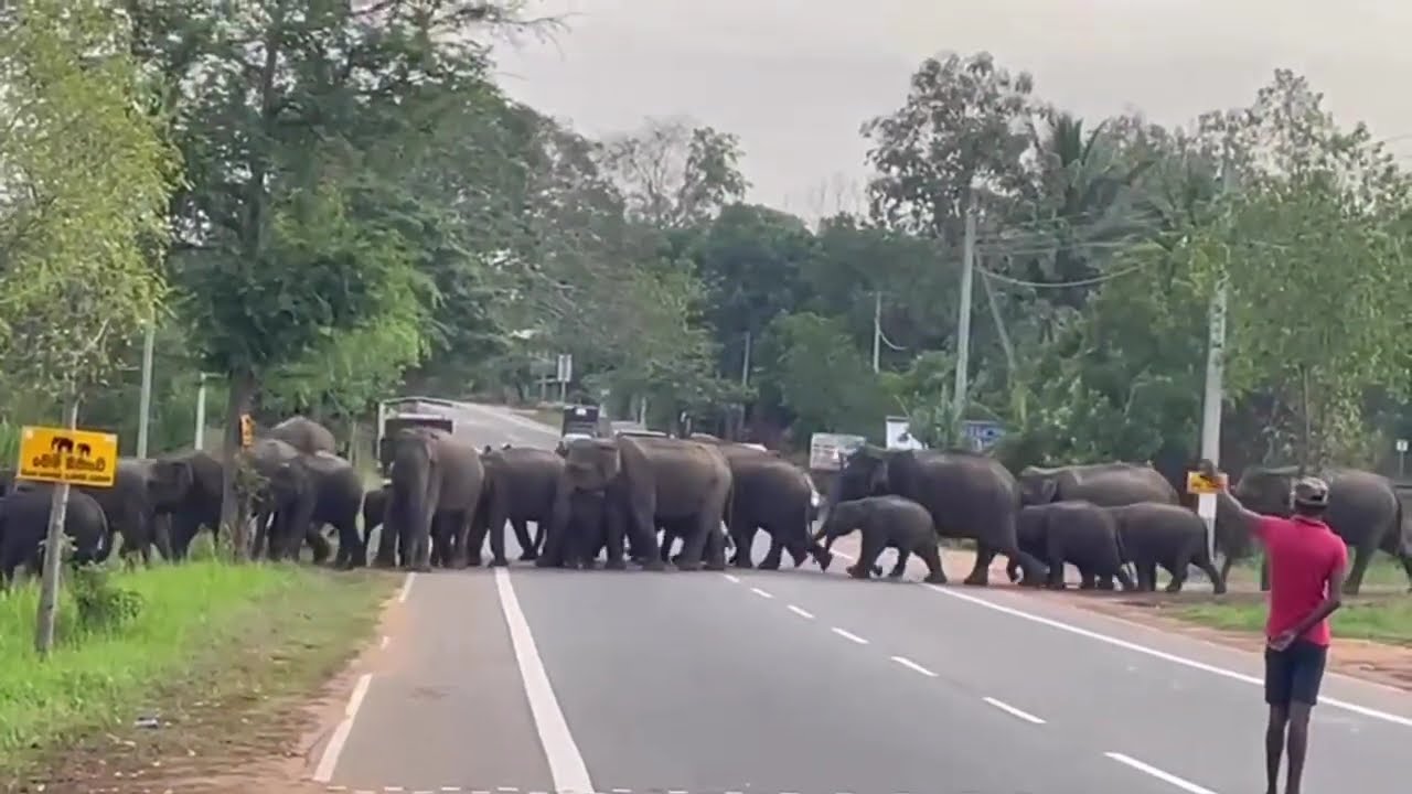ELEPHANT CROSSING! 🐘 | A Wild Encounter in Sri Lanka 🐘  🇱🇰🌿