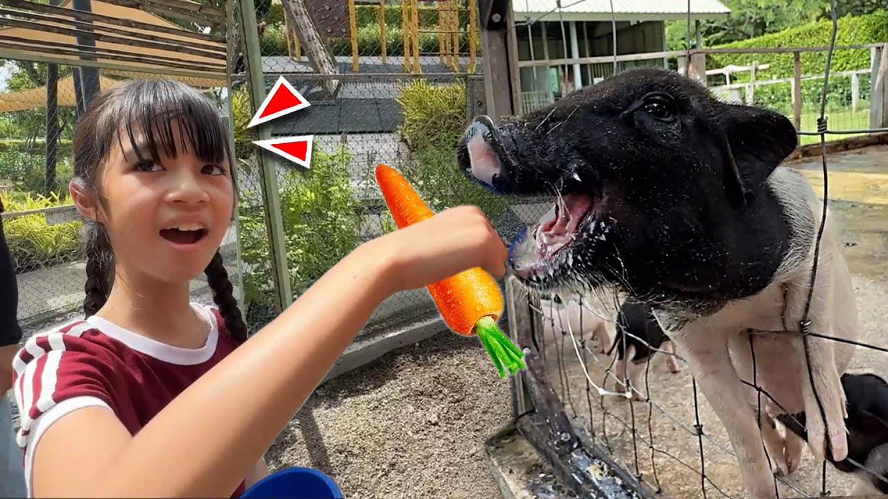 ป้อนนมหมู + ให้อาหารกระต่าย | บริ้งค์ไบรท์