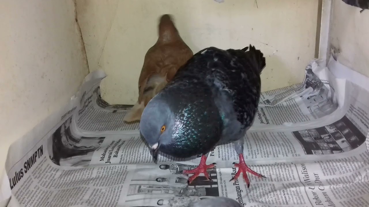 Suara Burung Merpati Gacor 😀