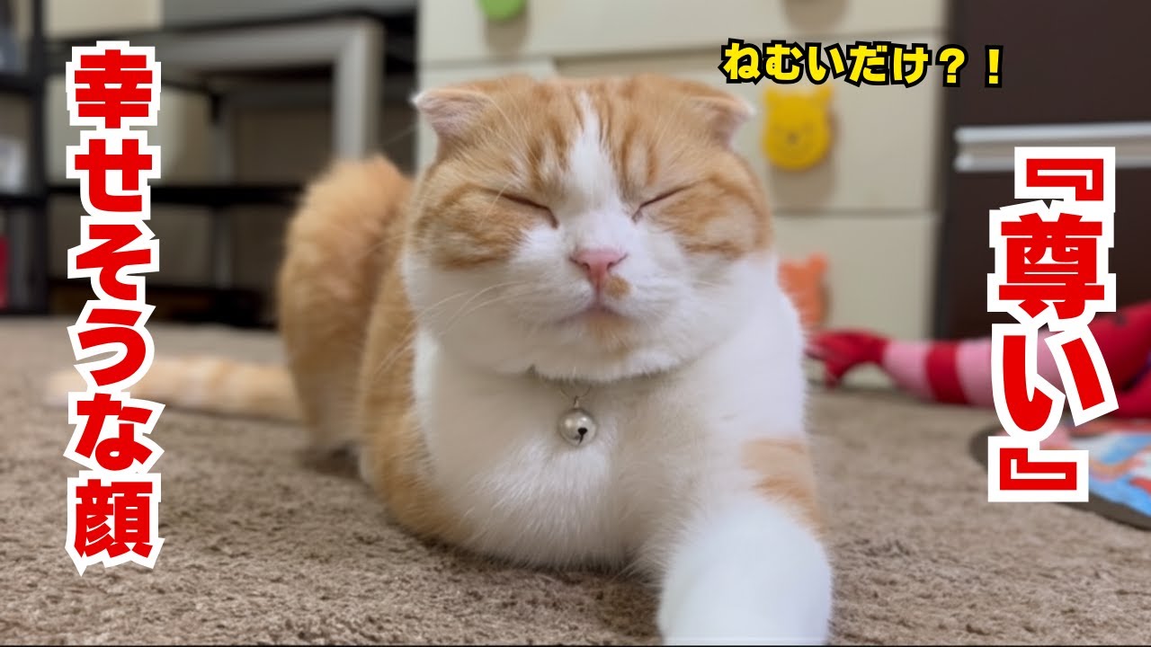 【癒し】尊すぎて拝みたくなる猫