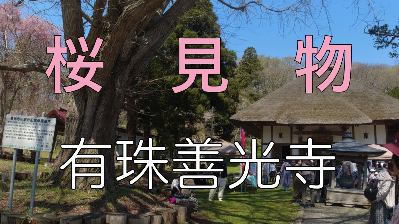 北海道旅　花の寺に桜見物に行って来ました