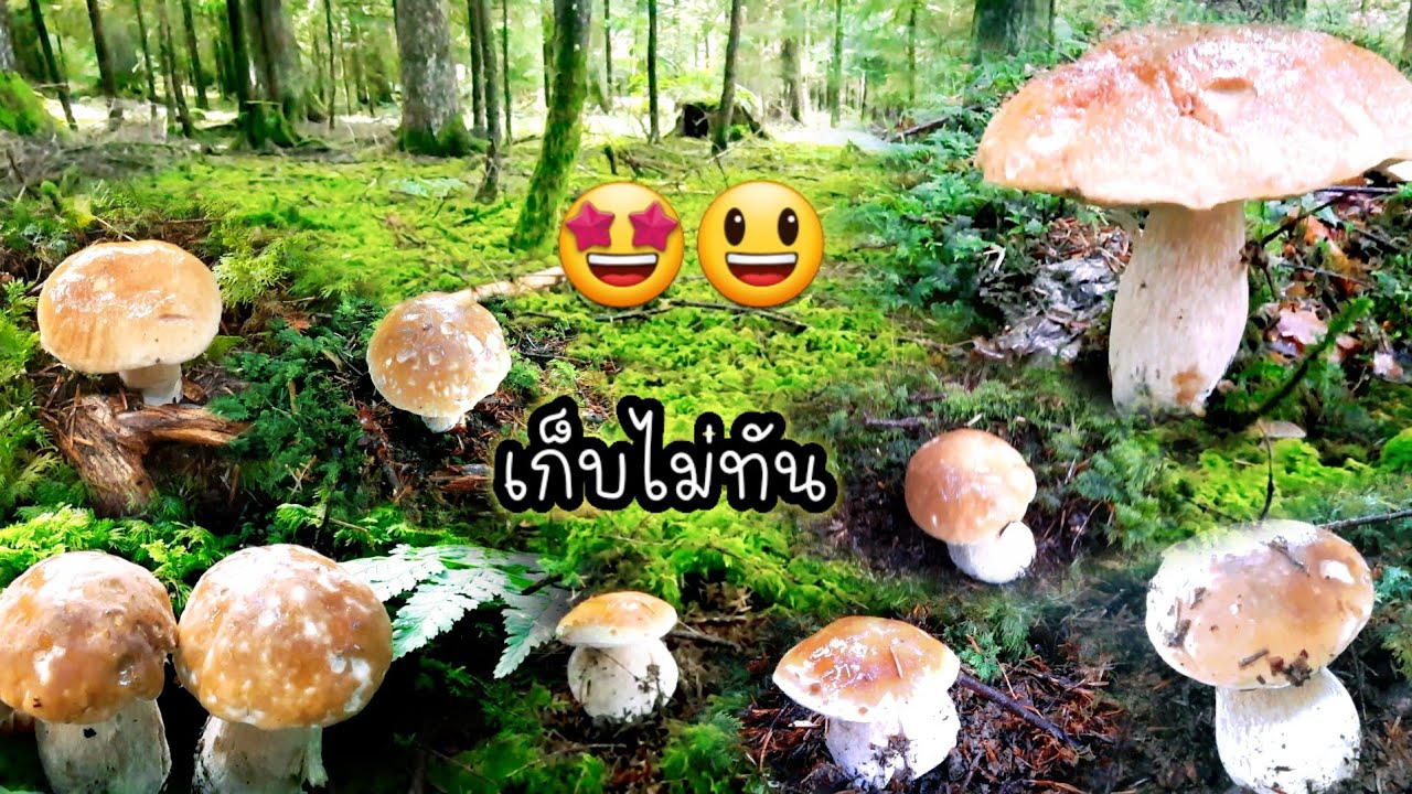 เห็ดผึ้งหวานมาเร็วไปเร็วต้องรีบเลย ทั้งหนอนทั้งทากแย่งกันกิน มาช้าอดเด้อ!#เห็ดผึ้งหวาน#mushroom