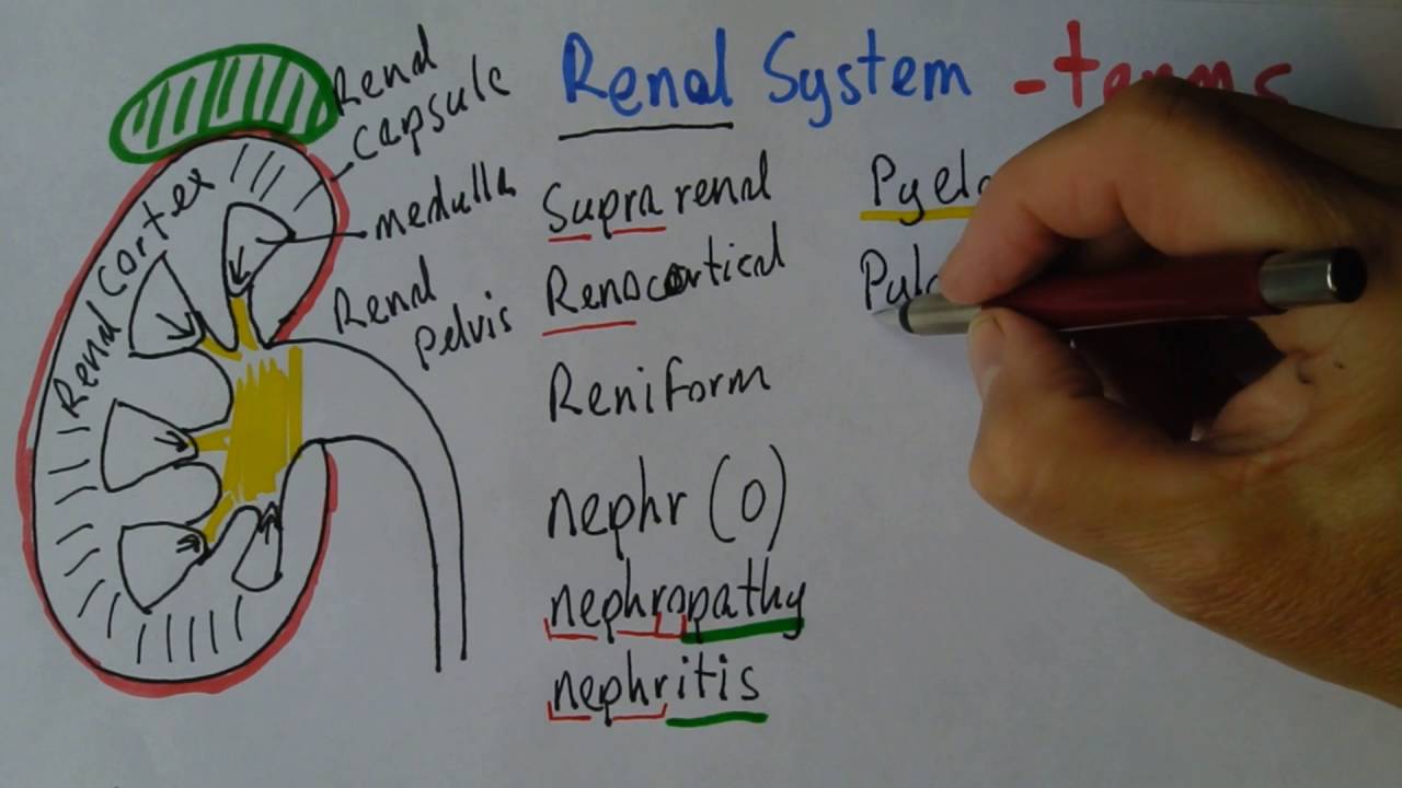 Medical terms - Renal longer version