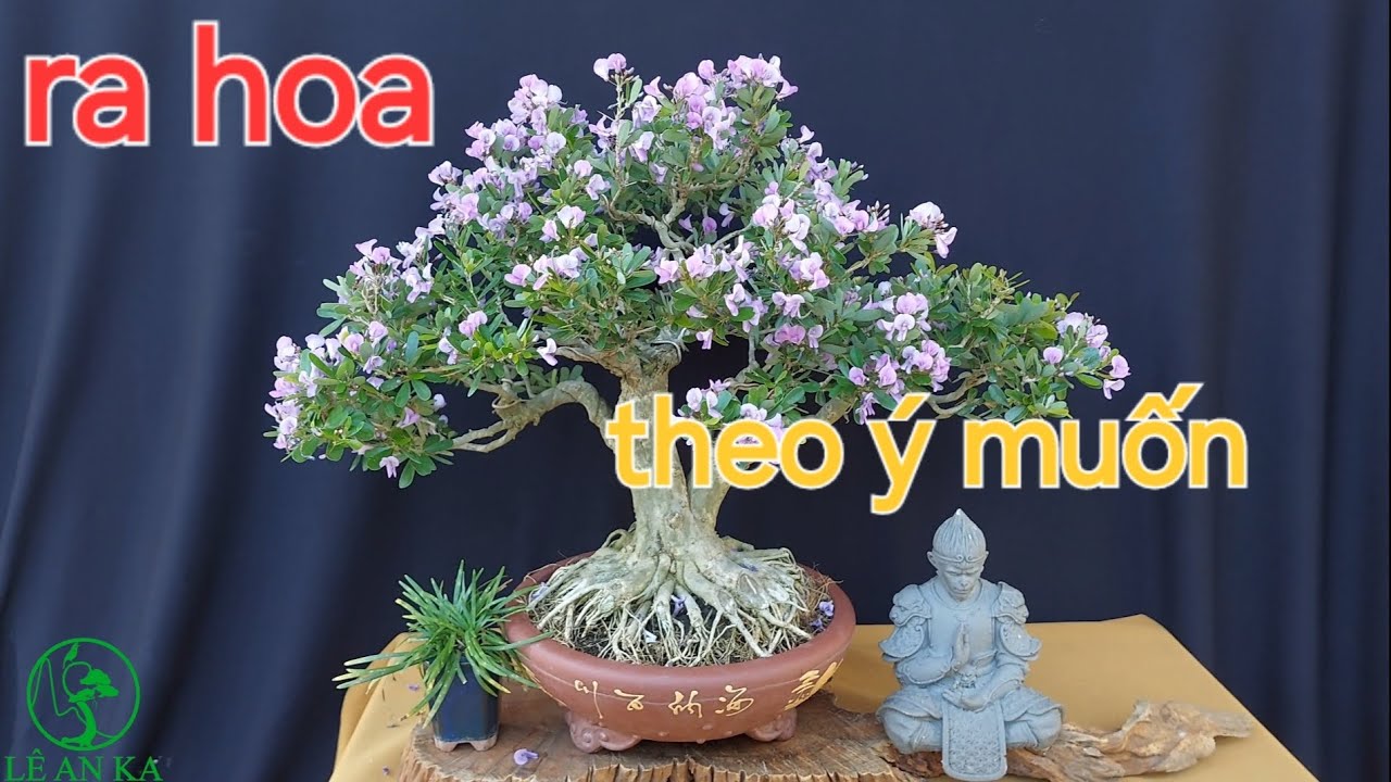 bí quyết để cây linh sam ra hoa đúng tết