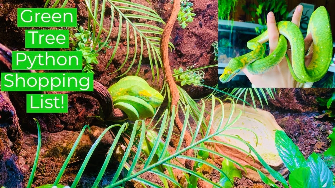 Everything Needed For A Green Tree Python!!!