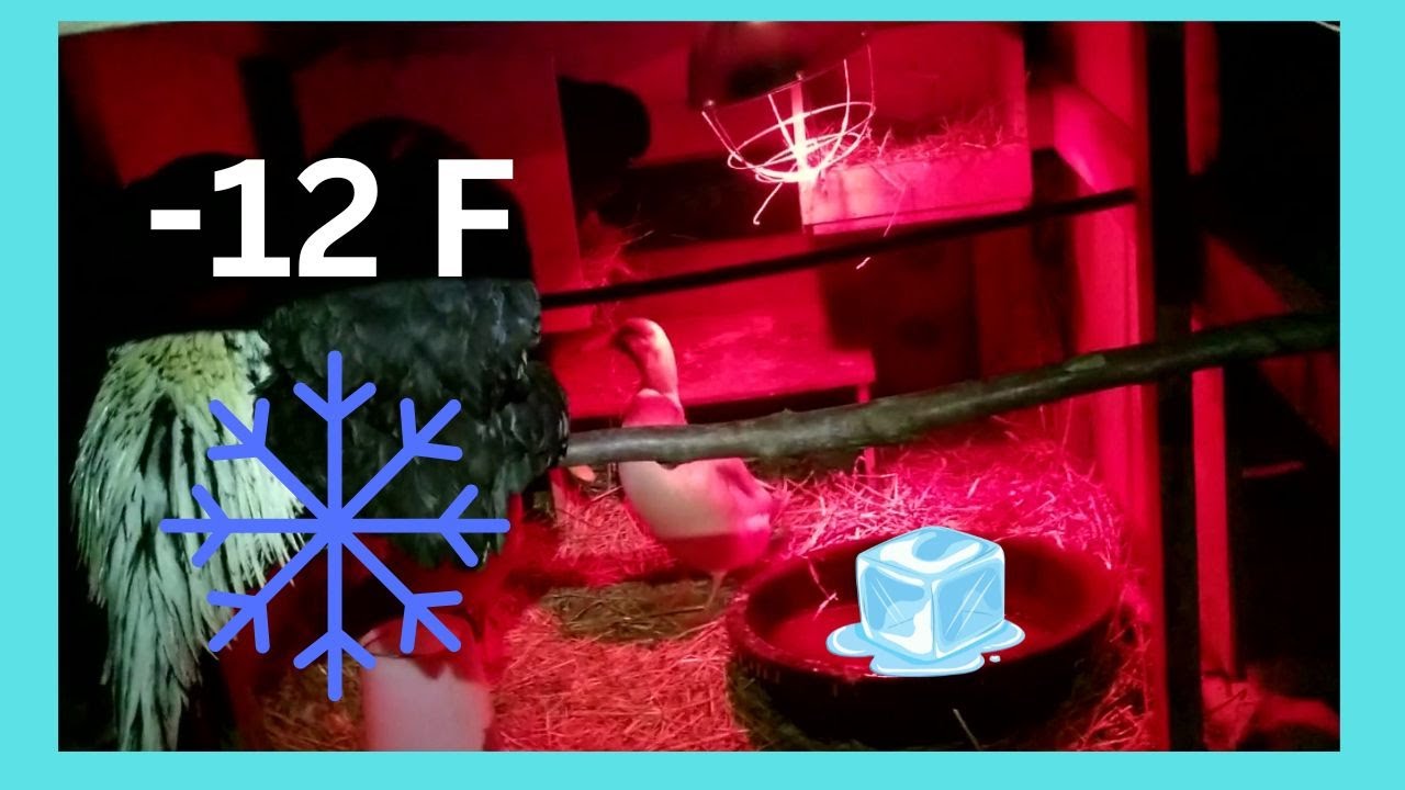 Using a Heat Lamp to Keep Chickens and Ducks Water From Freezing