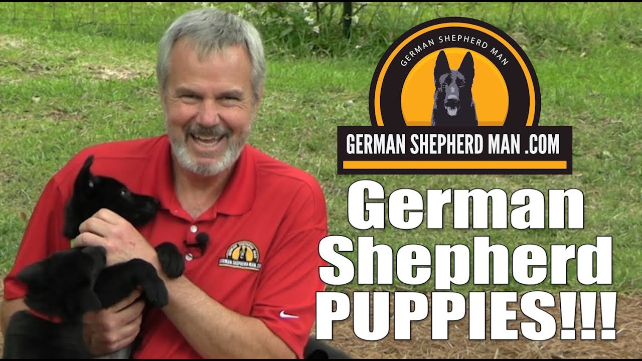 7 week old German Shepherd PUPPIES with GSM
